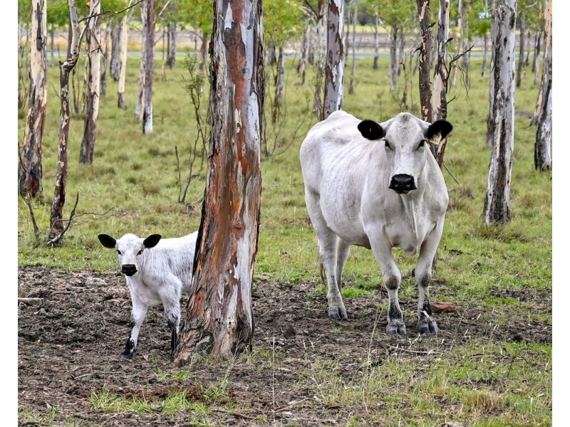 1115 Warwick Yangan Road, Swan Creek QLD 4370