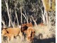 2087 Rabbit Fence Road, Passchendaele QLD 4375