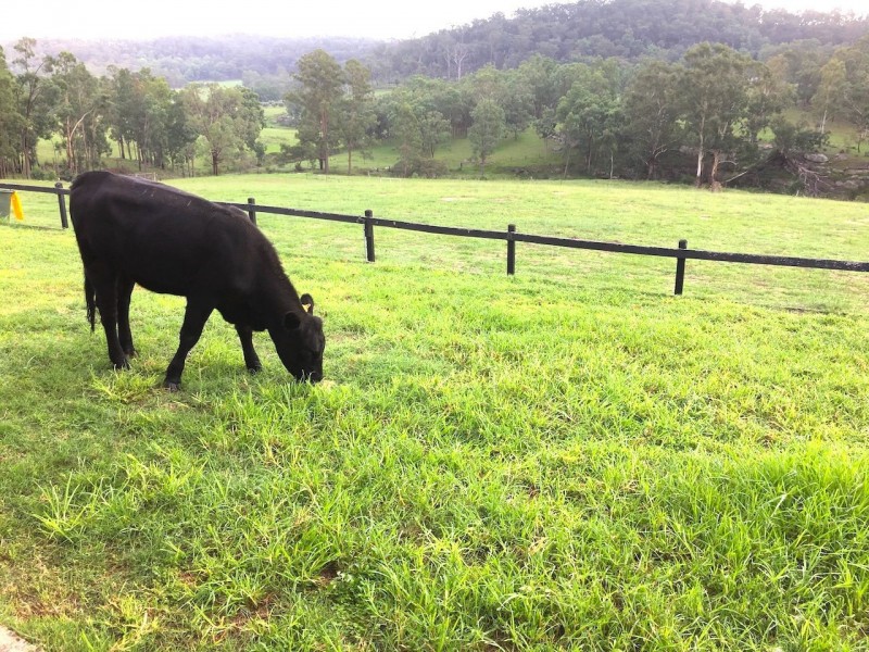 Putty NSW 2330