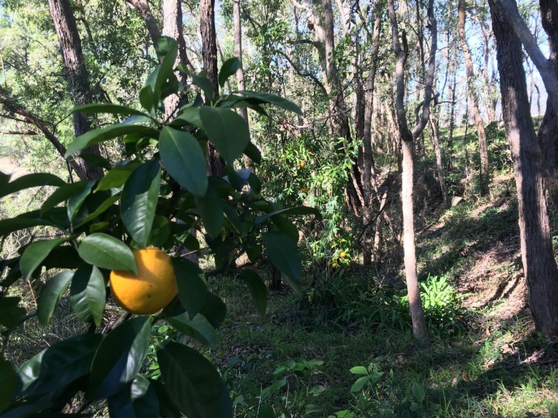 Howes Valley NSW 2330