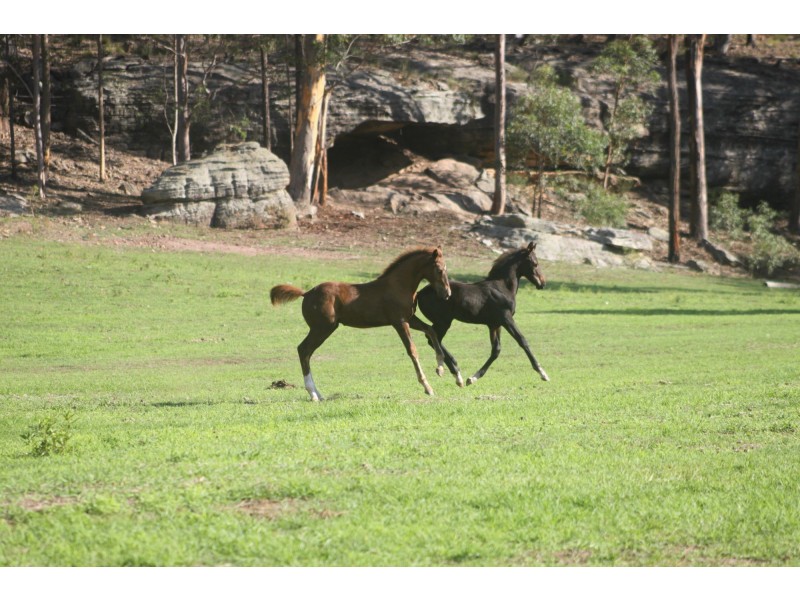 Lot 8 Roswill Drive, Putty NSW 2330