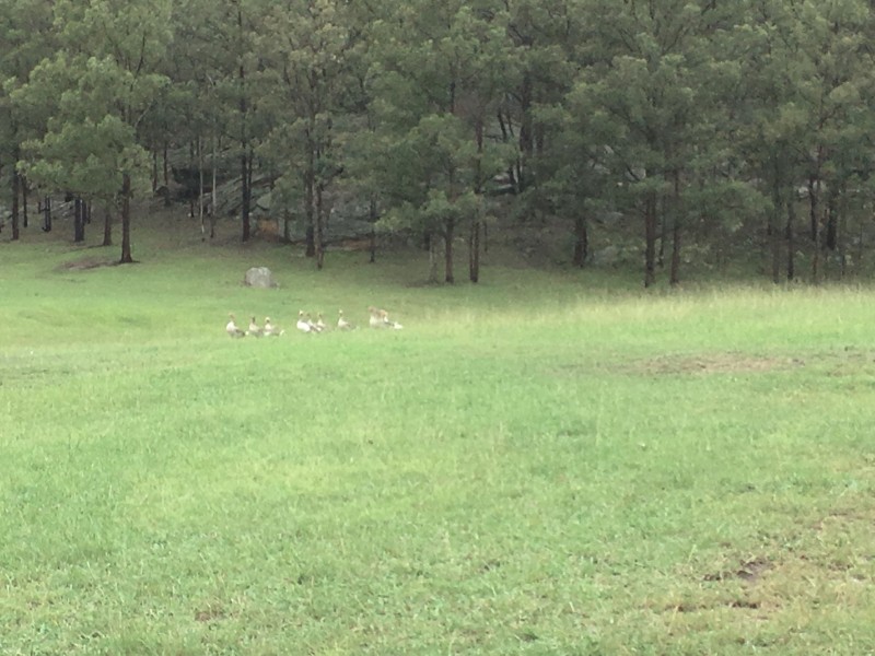 Lot 102 Putty Road, Howes Valley NSW 2330