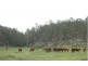 Putty NSW 2330