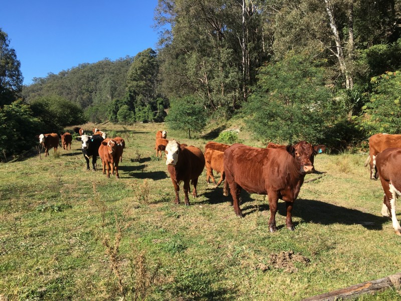 Putty NSW 2330