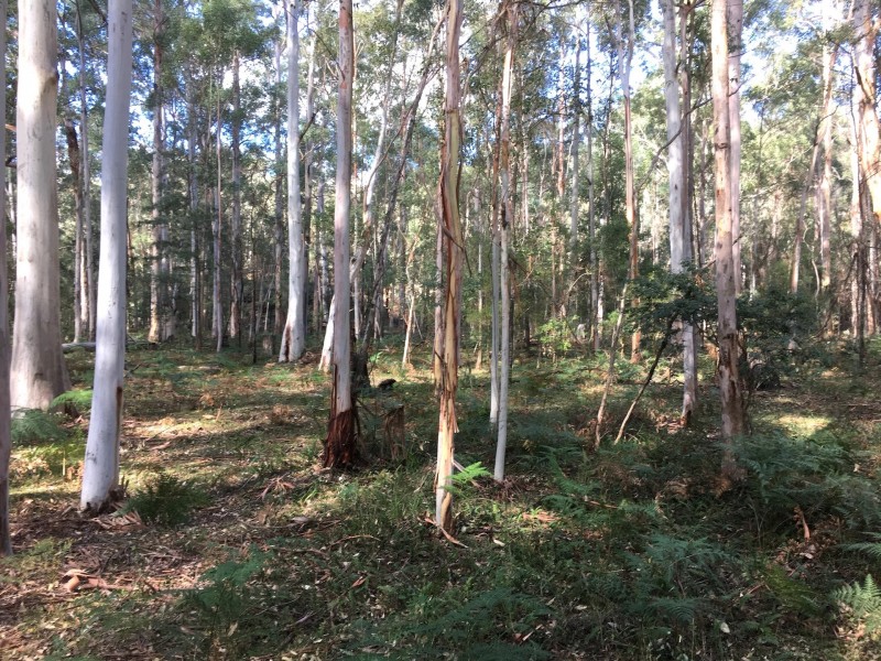 Putty NSW 2330