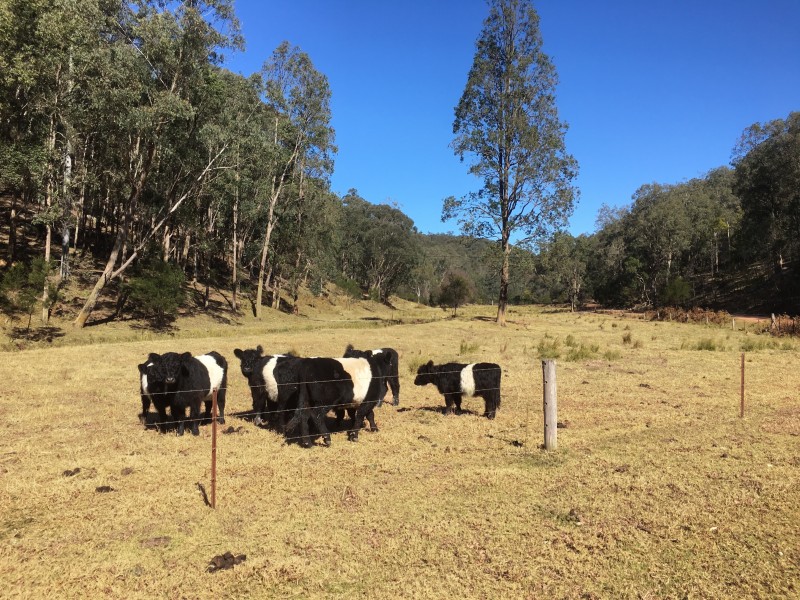 1780 Putty Valley Rd, Putty NSW 2330