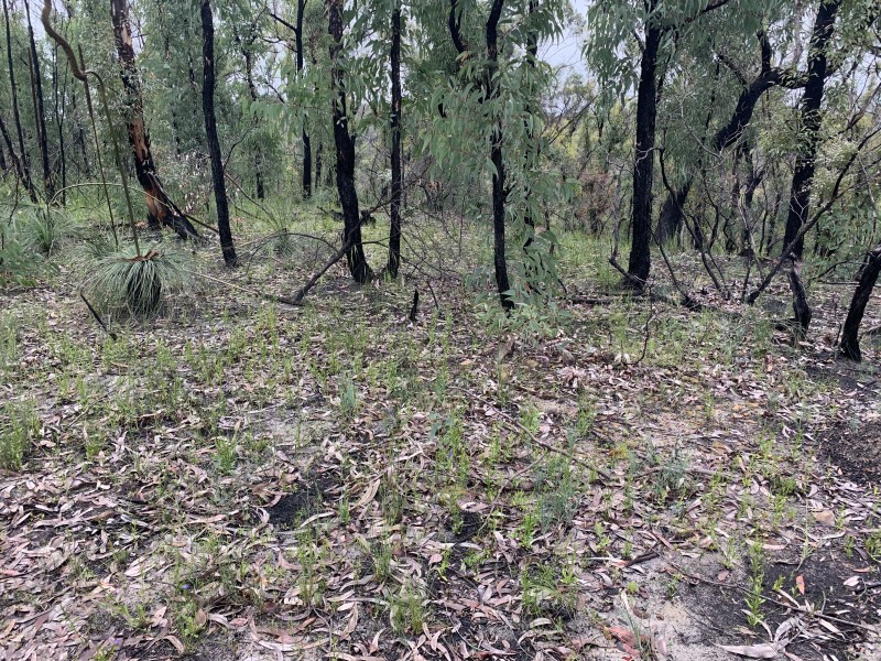 Lot 4 Putty Road, Putty NSW 2330
