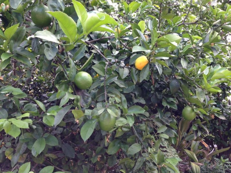 3 McKinnon Dr, Burnside QLD 4560