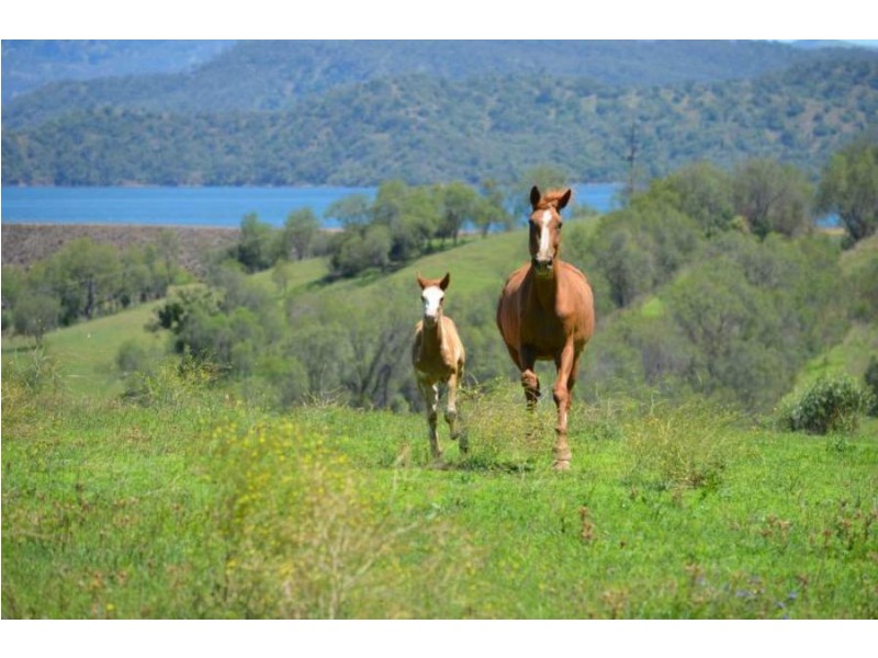 288 FORESHORE ROAD, Scone NSW 2337