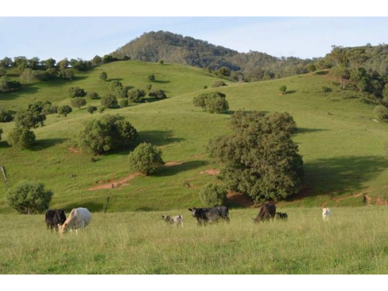 288 FORESHORE ROAD, Scone NSW 2337