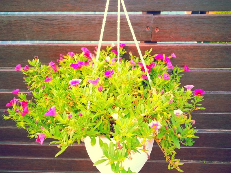 21 Aratula Street, Sunnybank Hills QLD 4109