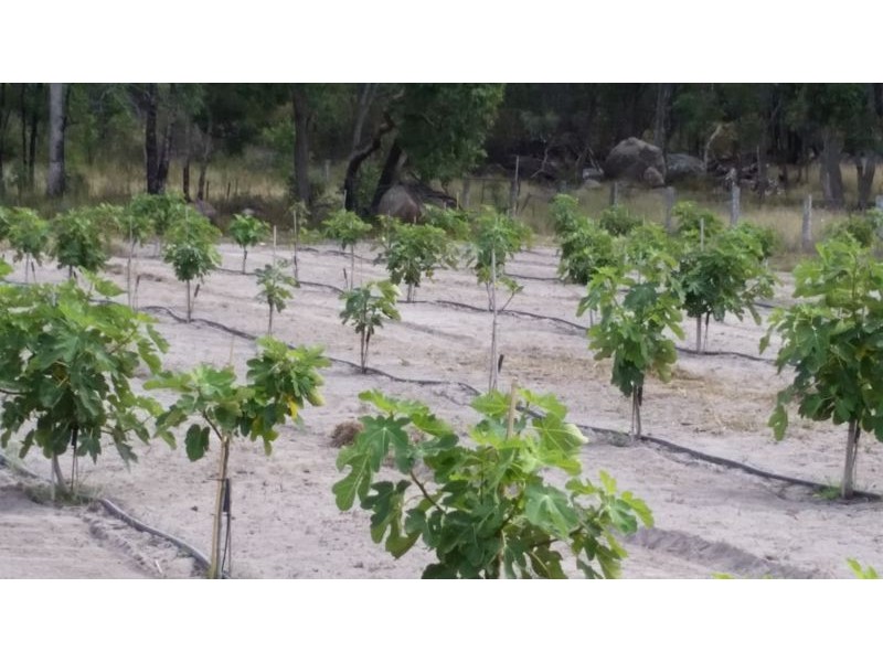 894 Amiens Road, Stanthorpe QLD 4380