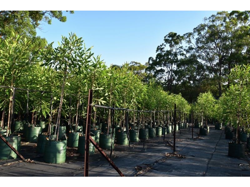 57 Weedon Street West, Mansfield QLD 4122