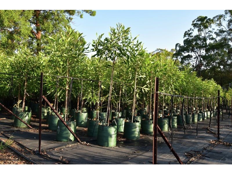 57 Weedon Street West, Mansfield QLD 4122