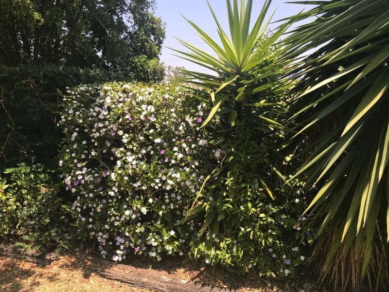 156 Vienna Road, Alexandra Hills QLD 4161