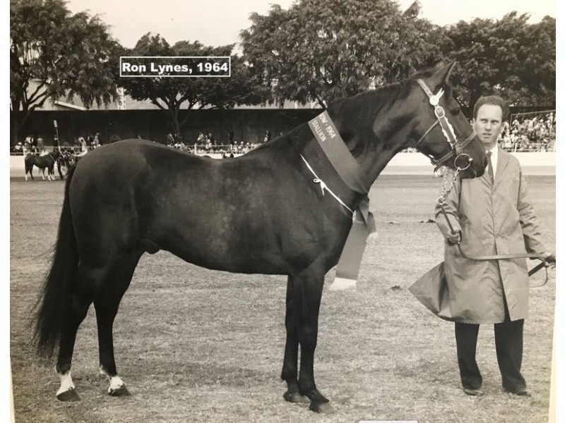 31 Truman Crescent, Slacks Creek QLD 4127