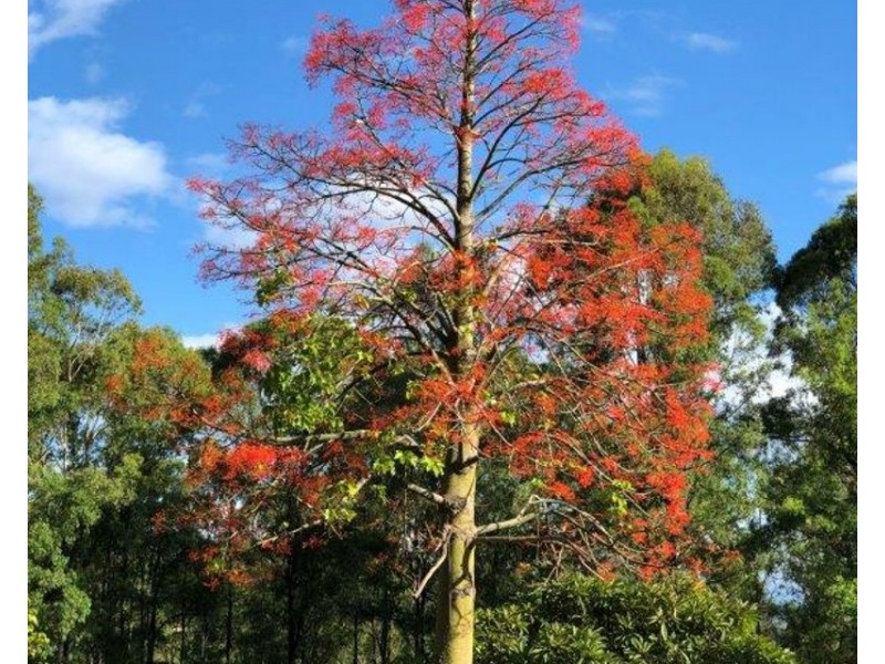 427 Birnam Range Road, Beaudesert QLD 4285