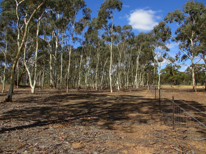 Lot 17 Bradford Road, Lockwood South VIC 3551