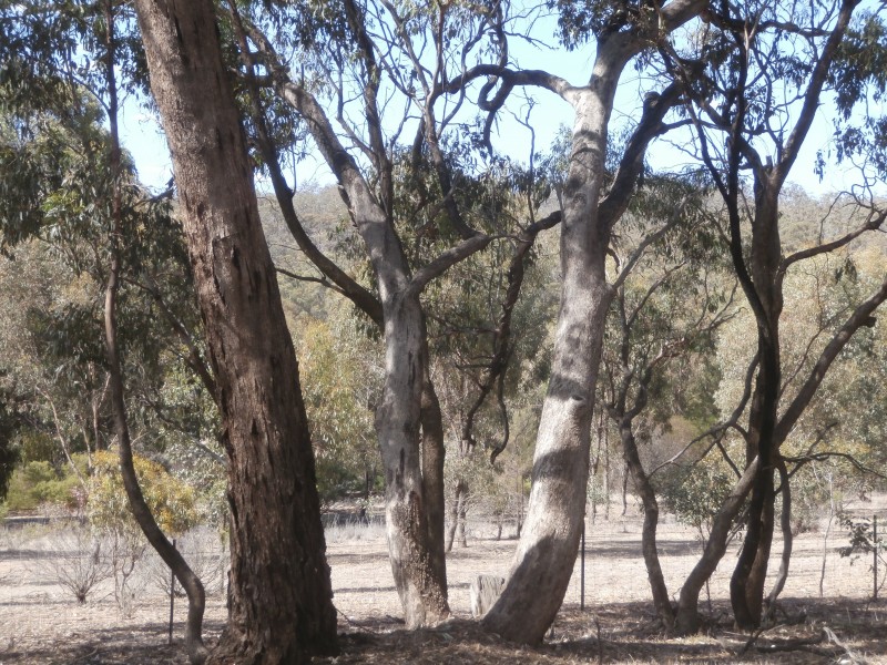 500 Rostron/Stuart Mill Road, Rostron VIC 3477