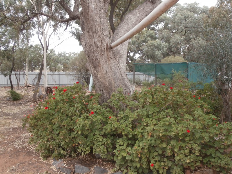 8 Fanning Street, Charlton VIC 3525