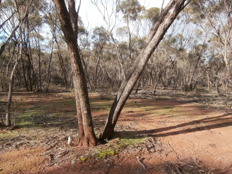 17 Wallaby Way, Wedderburn VIC 3518