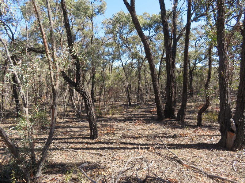 17 Wallaby Way, Wedderburn VIC 3518