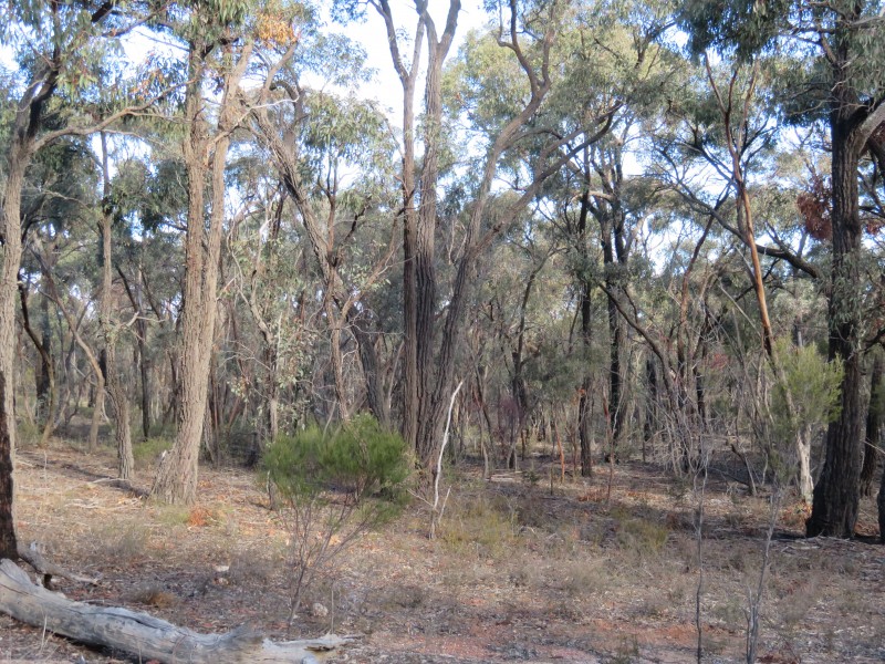 17 Wallaby Way, Wedderburn VIC 3518