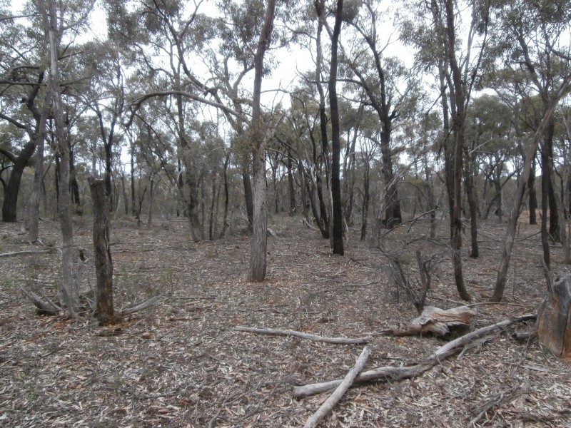 17 Wallaby Way, Wedderburn VIC 3518