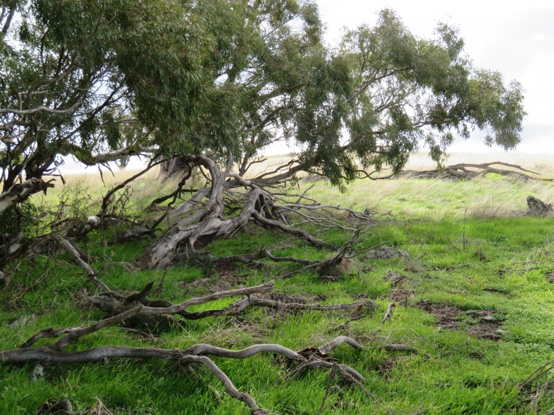 2500 Sheltons Road, Berrimal VIC 3518