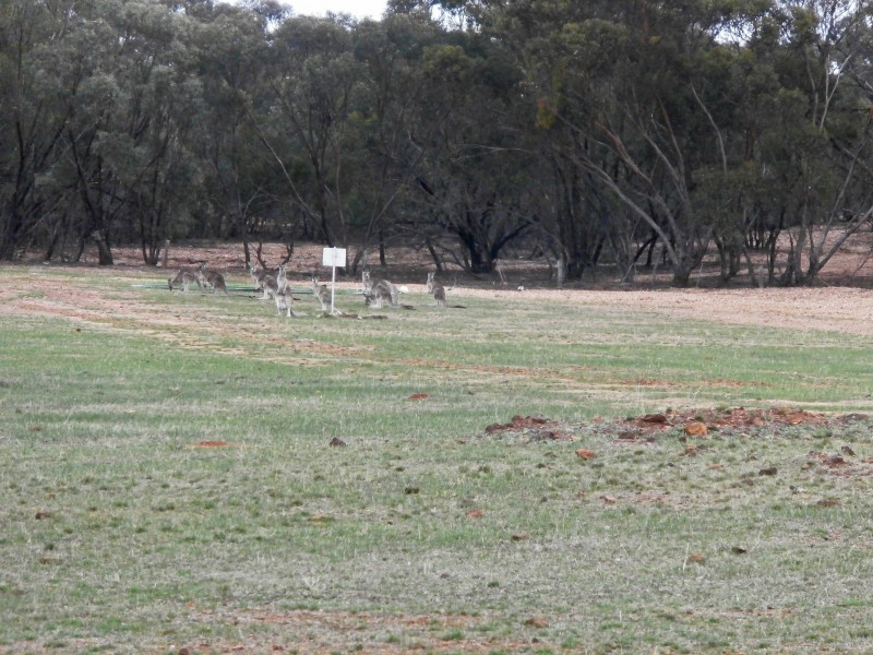 126 Nine Mile South Road, Wedderburn VIC 3518