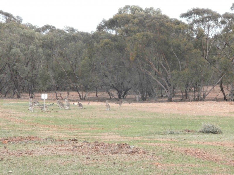 126 Nine Mile South Road, Wedderburn VIC 3518