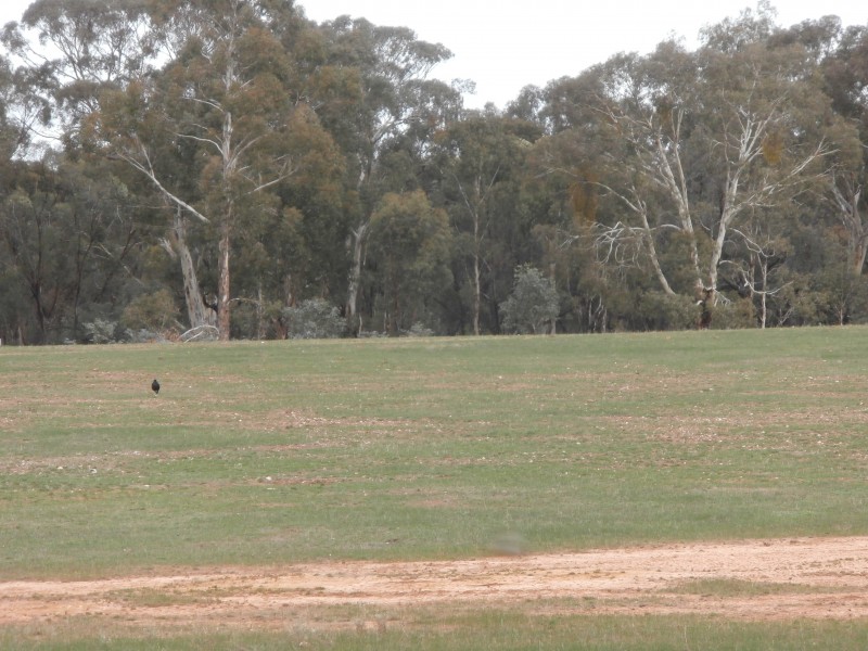 126 Nine Mile South Road, Wedderburn VIC 3518