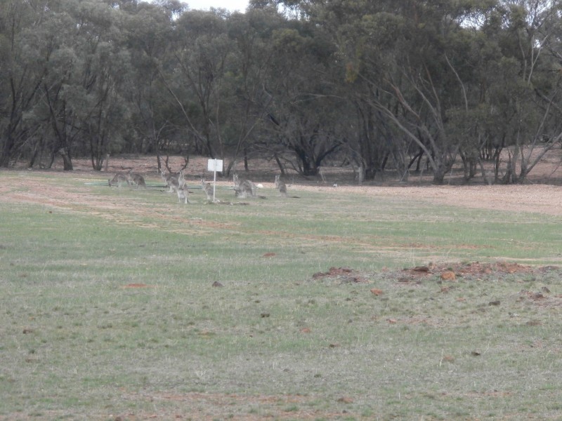 126 Nine Mile South Road, Wedderburn VIC 3518