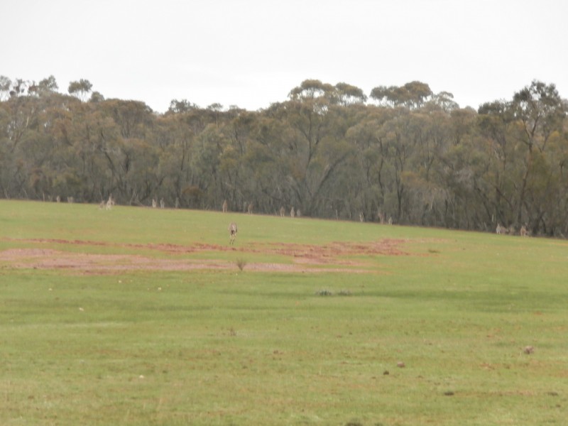 126 Nine Mile South Road, Wedderburn VIC 3518