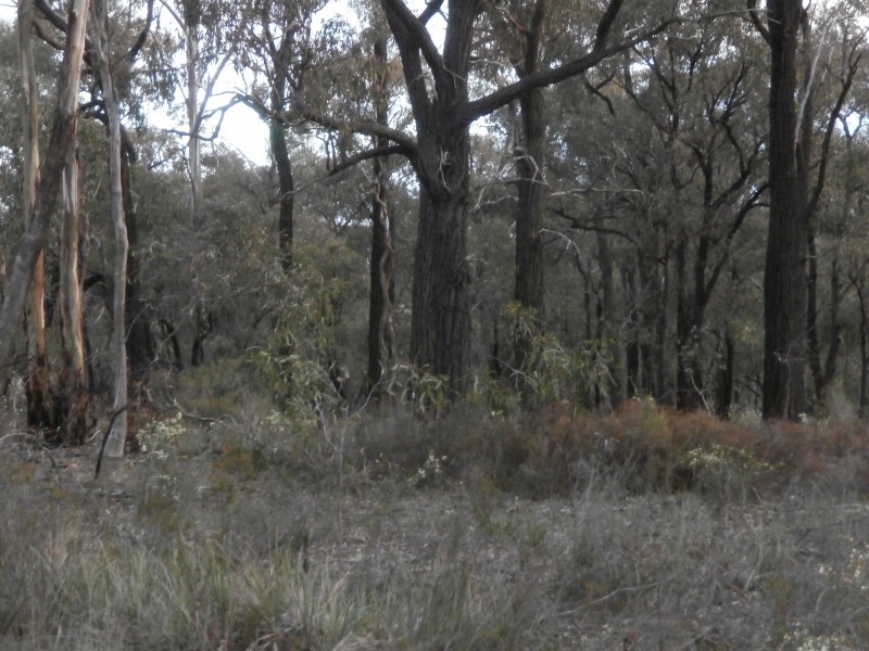 4/17 Williams Road, Maiden Gully VIC 3551