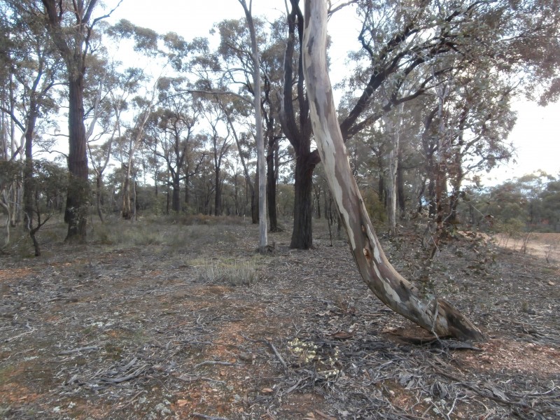 4/17 Williams Road, Maiden Gully VIC 3551