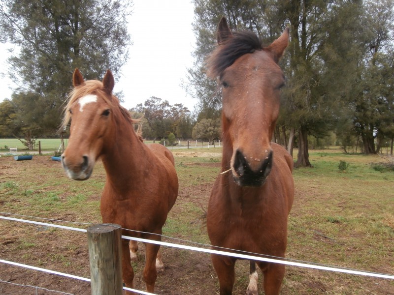 842 Dingee-Serpentine Road, Dingee VIC 3571