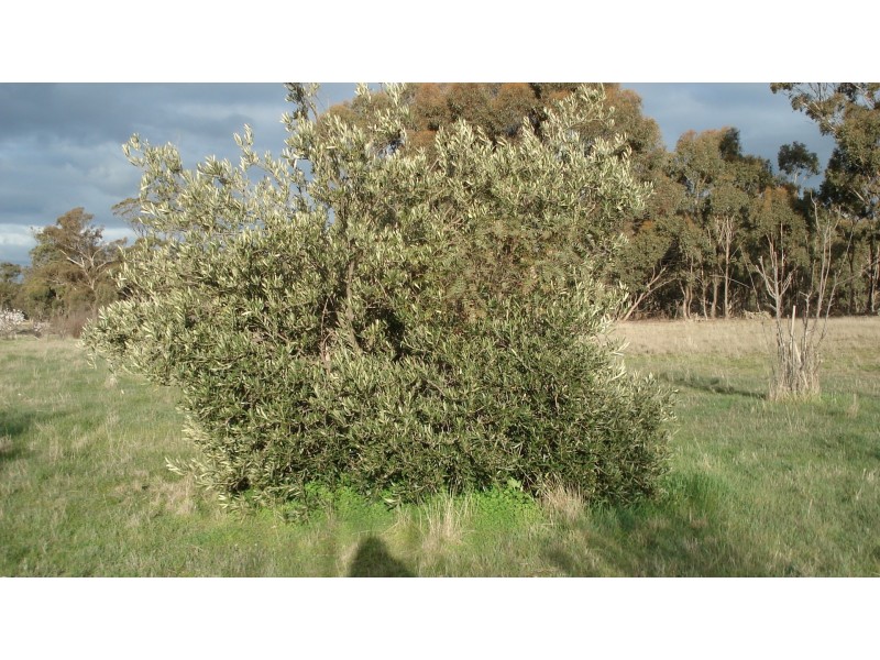 3272 Avoca-Bealiba Road, Bealiba VIC 3475