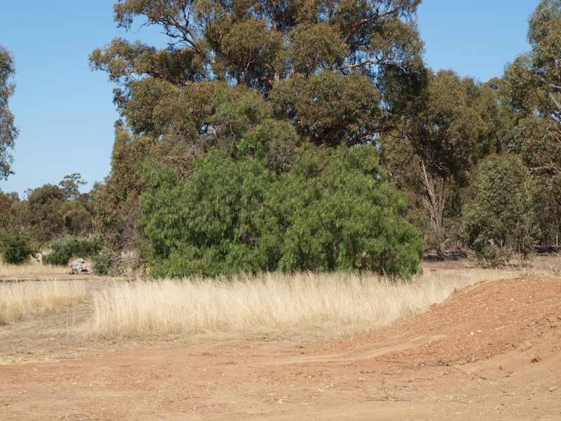 3272 Avoca-Bealiba Road, Bealiba VIC 3475