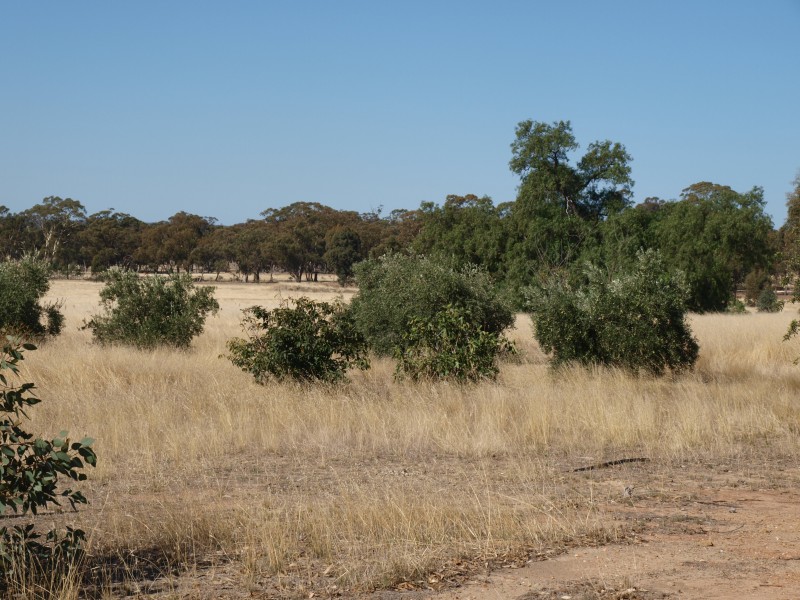 3272 Avoca-Bealiba Road, Bealiba VIC 3475