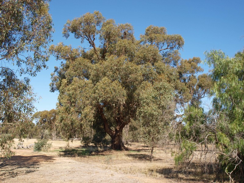 3272 Avoca-Bealiba Road, Bealiba VIC 3475