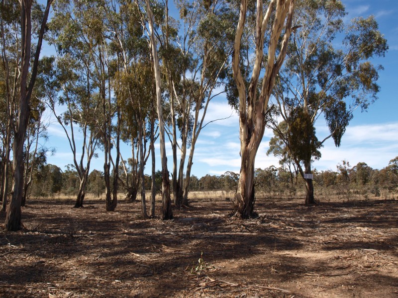 81 Smiths Road, Bealiba VIC 3475