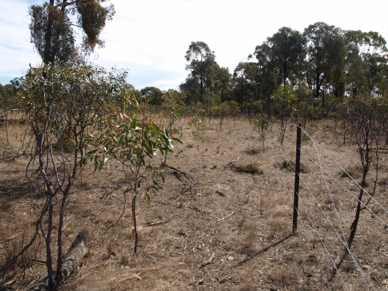 81 Smiths Road, Bealiba VIC 3475