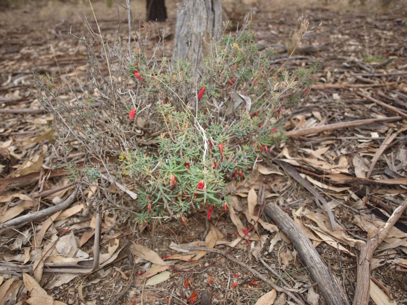 268 Puzzle Flat Road, Bealiba VIC 3475