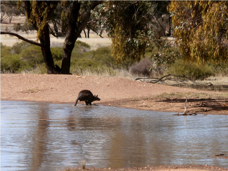88 Wychitella North Road, Wychitella VIC 3525