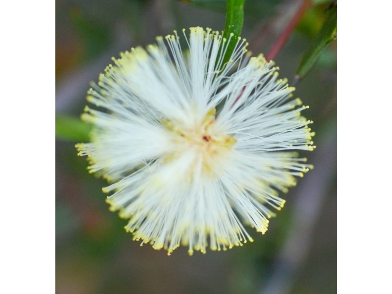 8/1500 Sheldons Road, Myers Flat VIC 3556