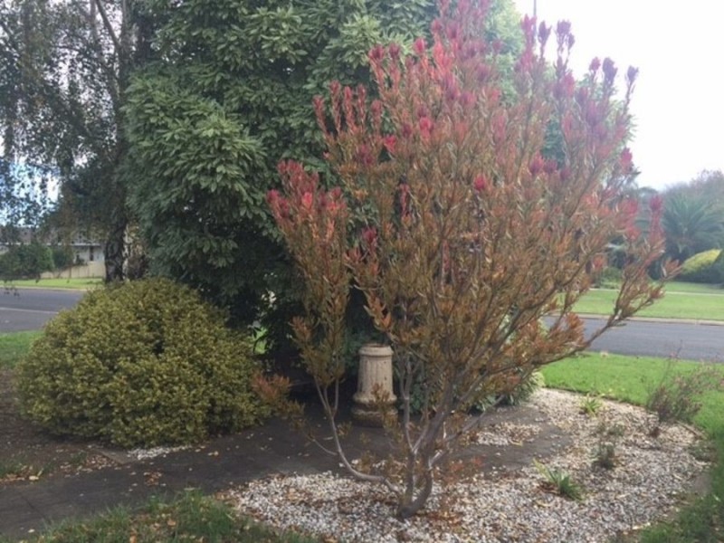 5 Starline Place, Mount Gambier SA 5290