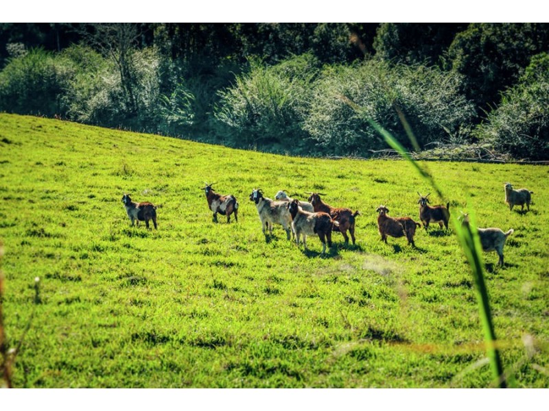 1432 Kalang Road, Bellingen NSW 2454