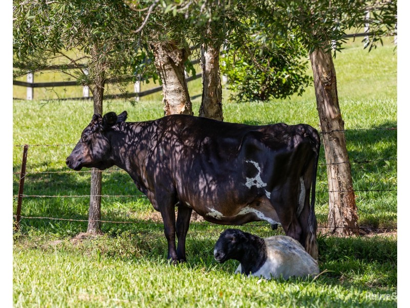 408 Eviron Road, Eviron NSW 2484