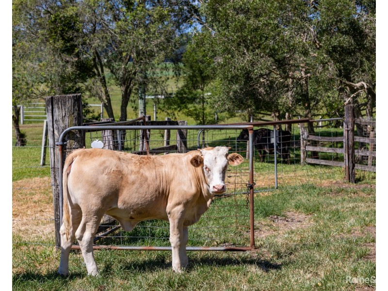 408 Eviron Road, Eviron NSW 2484